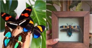 Atrévete a Decorar con Insectos: Descubre Insectaustralis, el Emprendimiento Chileno que Transforma Artrópodos en Arte
