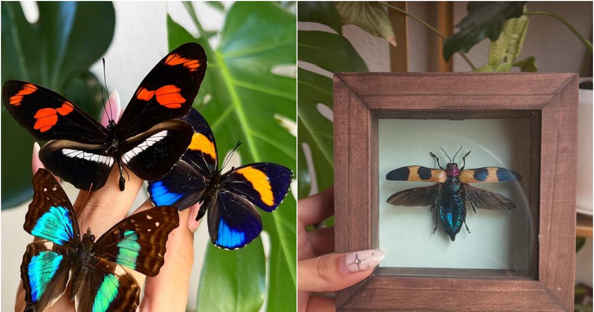 Atrévete a Decorar con Insectos: Descubre Insectaustralis, el Emprendimiento Chileno que Transforma Artrópodos en Arte