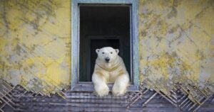 Impactantes avistamientos: Osos polares buscan refugio en casas deshabitadas