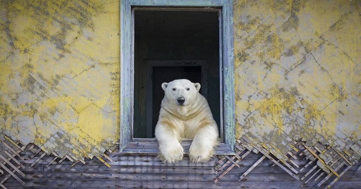 Impactantes avistamientos: Osos polares buscan refugio en casas deshabitadas