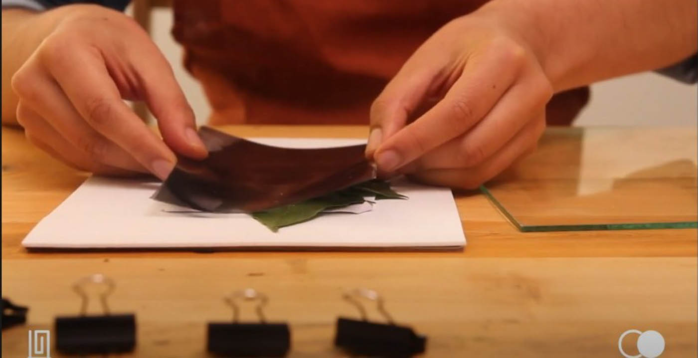 Cómo Imprimir Fotografías en Hojas de Plantas: Técnica Creativa y Sostenible
