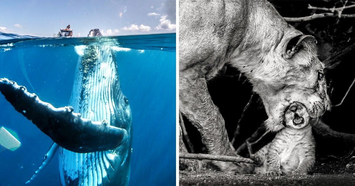 25 Fotos Increíbles de National Geographic que Parecen Capturar el Tiempo Detenido