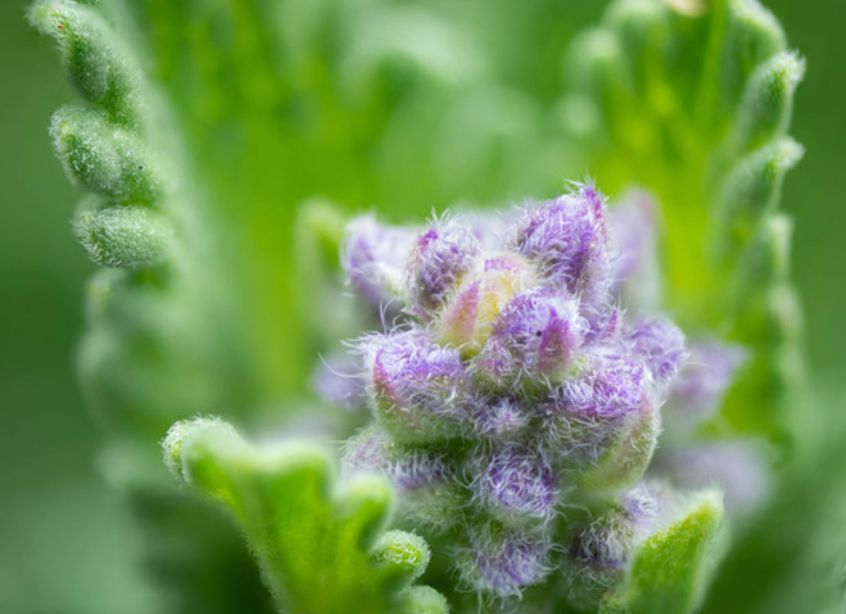 Captura el Mundo en Miniatura: Fotografía Macro con Lente de Microscopio y Tecnología de Impresión 3D por Solo 25 Euros