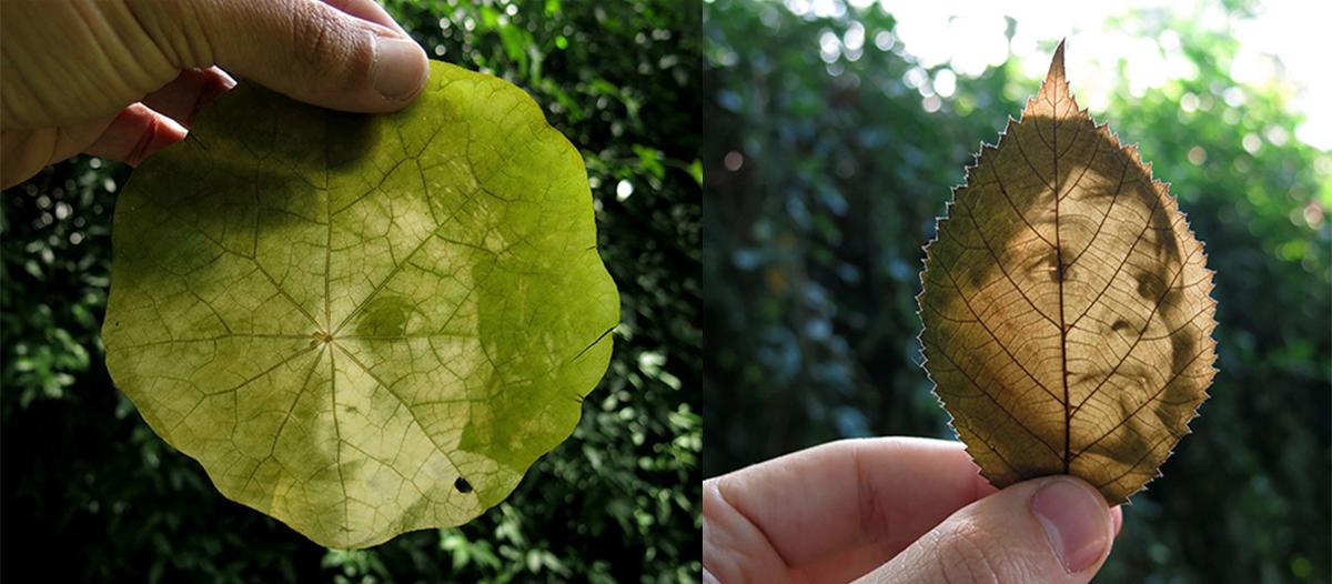 Descubre Impactantes Imágenes de Plantas en Construir TV