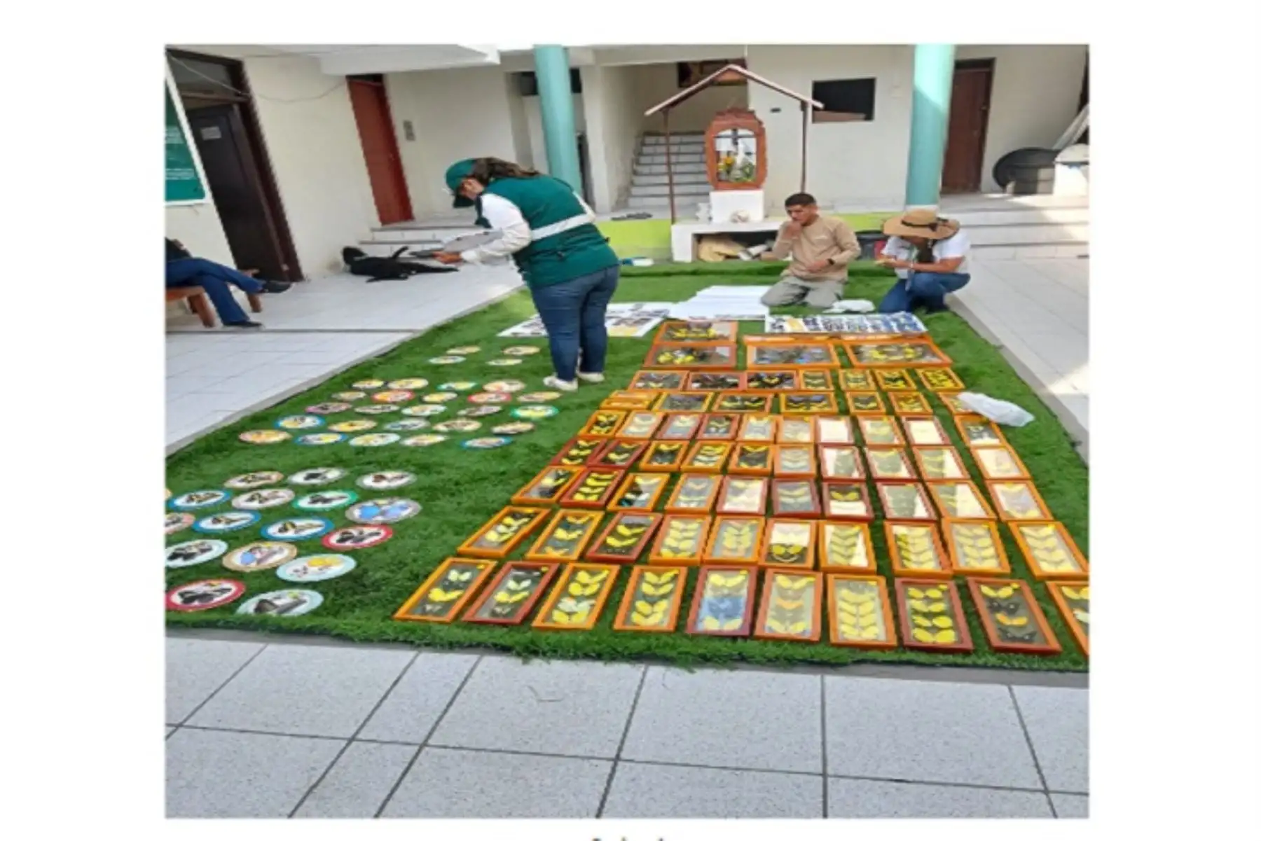 Serfor Arequipa incauta más de 700 mariposas disecadas en Mollendo: Un hallazgo sorprendente
