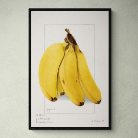 Cuadro de Plátanos