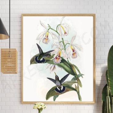 Cuadros de Plantas - Orquídeas