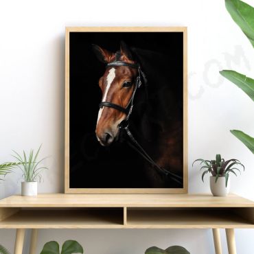 Cuadros de Animales - Caballo en la sombra