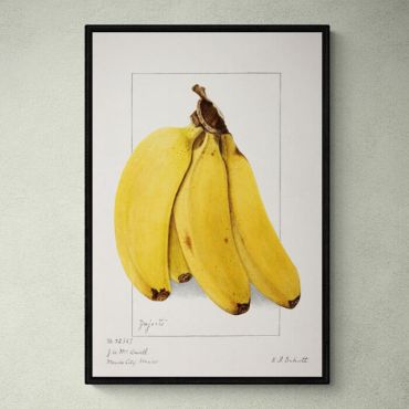 
cuadro de platanos